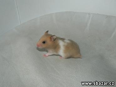 křeček syrský.jpg