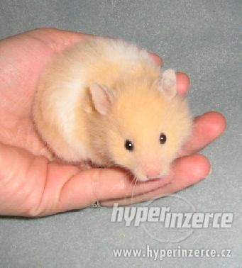 křeček syrský3.jpg